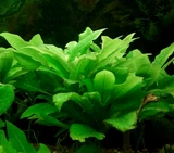 Hygrophila compacta - RA koszyk XXL