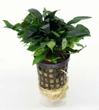 Hygrophila compacta - RA koszyk XXL