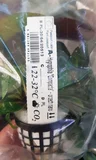 Hygrophila compacta - RA koszyk XXL