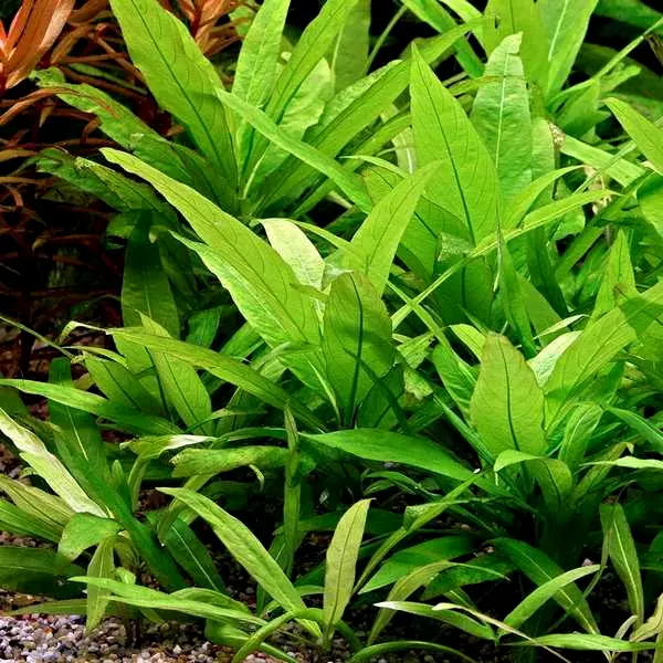 Hygrophila corymbosa species - RA koszyk XXL