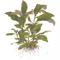 Hygrophila corymbosa Stricta - TROPICA (koszyk)