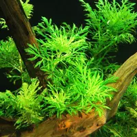 Hygrophila difformis (Nadw�dka zmienna) in-vitro puszka 7cm TROPICA 12GROW