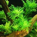 Hygrophila difformis synema (Nadw�dka zmienna) - RA koszyk XXL