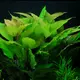 Hygrophila glabra orzech - RA koszyk XXL