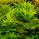 Hygrophila lacustris - RA koszyk XXL