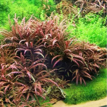 Hygrophila pinnatifida - RA koszyk du�y XXL