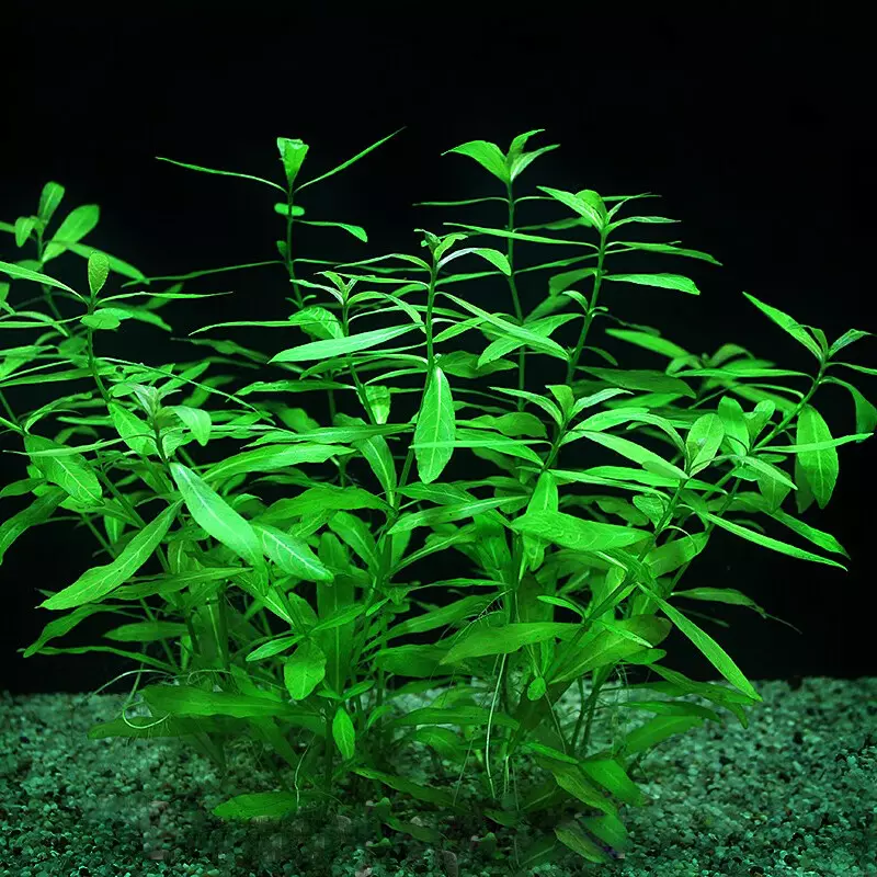 Karel Rataj - Hygrophila polysperma - RATAJ (koszyk).