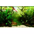 Hygrophila polysperma Rosanervig TROPICA (koszyk)