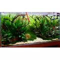 Hygrophila polysperma Rosanervig TROPICA (koszyk)