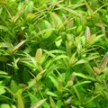 Hygrophila polysperma Rosanervig TROPICA (koszyk)