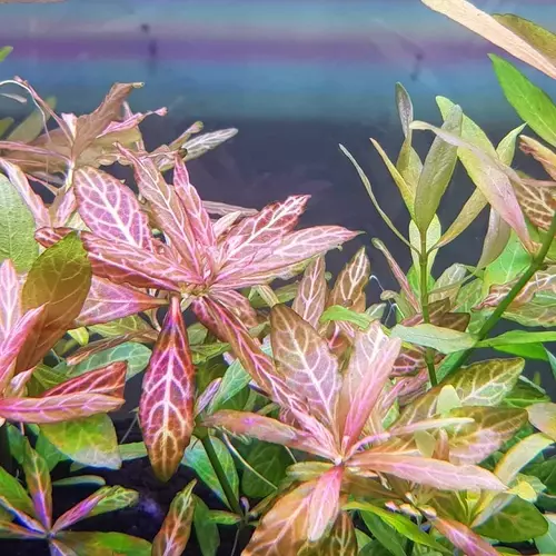 Hygrophila polysperma Rosanervig TROPICA (koszyk)