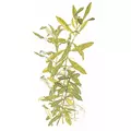 Hygrophila polysperma - TROPICA (koszyk)