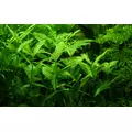 Hygrophila polysperma - TROPICA (koszyk)
