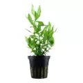 Hygrophila polysperma - TROPICA (koszyk)