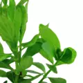 Hygrophila polysperma - TROPICA (koszyk)