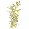 Hygrophila polysperma - TROPICA (koszyk)