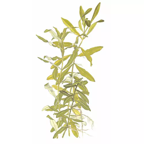 Hygrophila polysperma - TROPICA (koszyk)