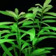 Hygrophila polysperma wielonasienna - RA koszyk XXL