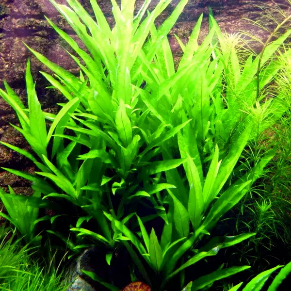 Hygrophila salicifolia - RA koszyk XXL