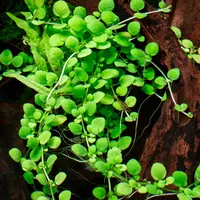Hygrophila serpyllum (Hygrofila p�o��ca) in-vitro puszka 7cm TROPICA 12GROW - NOWO��