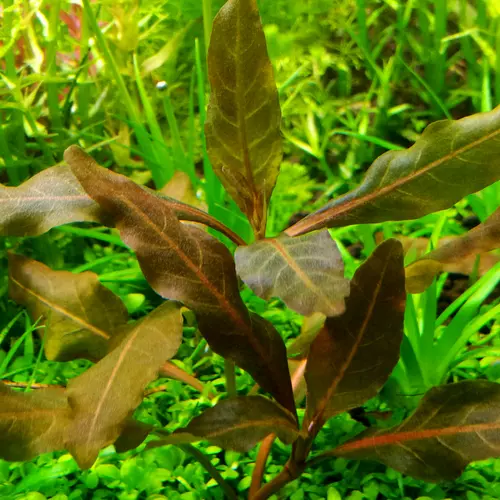 Hygrophila siamensis BROWN - RA koszyk XXL