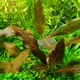 Hygrophila siamensis BROWN - RA koszyk XXL