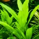 Hygrophila thailand - RA koszyk XXL