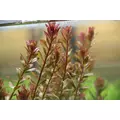 Ichiban DarkSoil NORMAL [3l] - pod�o�e aktywne