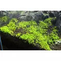 Ichiban DarkSoil NORMAL [3l] - pod�o�e aktywne