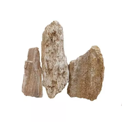 Ikola Ska�a Red Wood Fossil