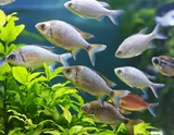 INVITAL Instant Artemia 100g
