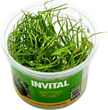 Juncus repens