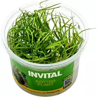 Juncus repens