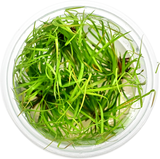 Juncus repens