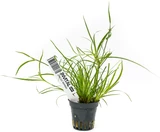 Juncus repens
