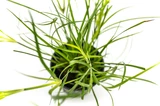 Juncus repens