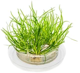Juncus repens