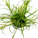 Juncus repens