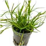 Juncus repens
