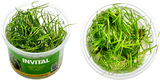 Juncus repens