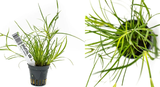 Juncus repens