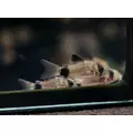 Kirysek panda - Corydoras panda