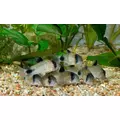 Kirysek panda - Corydoras panda