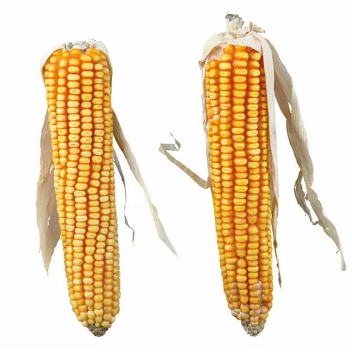 Kolby Kukurydzy, 2szt./250g