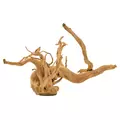 Korze� bagienny, MIX, 60 - 120cm