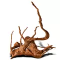 Korze� japo�ski J-ROOTS M (1 sztuka) - do akwarium 50-100l