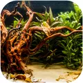 Korze� japo�ski J-ROOTS S (1 sztuka) - do akwarium 10-30l