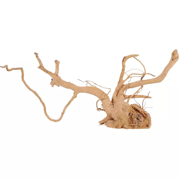 Korze� japo�ski Zolux Spider Wood (sztuka) - rozmiar 50-60cm