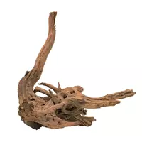 Korzeń Malaysian, 80 - 120cm