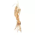 Korze� ProGrow Moss Tree (1 sztuka) - rozmiar 20-40cm